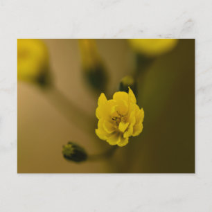 Carte Postale Fleurs