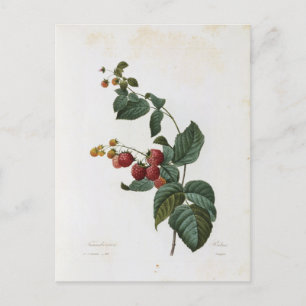 Carte Postale Fleurs 17