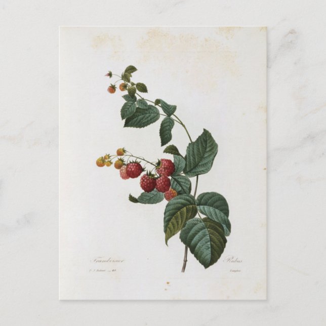 Carte Postale Fleurs 17 (Devant)