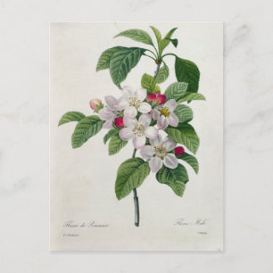 Carte Postale Fleurs 19