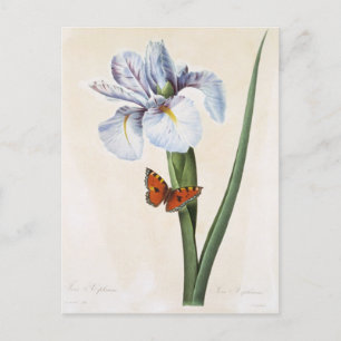 Carte Postale Fleurs 8