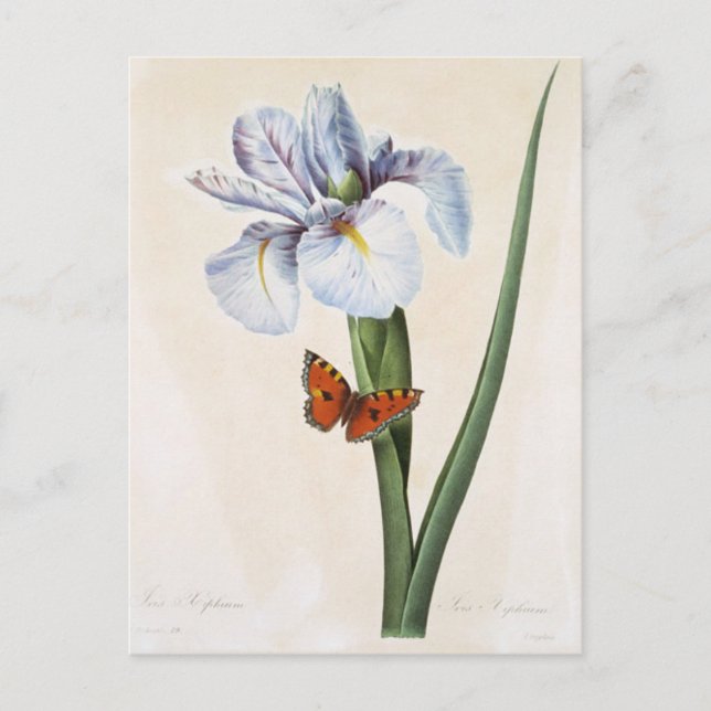 Carte Postale Fleurs 8 (Devant)