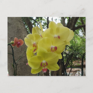 Carte Postale Fleurs à Chiang Mai Thaïlande