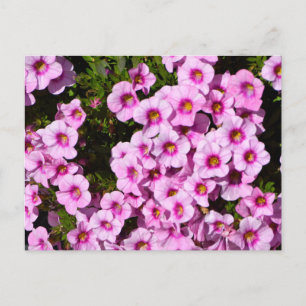 Carte Postale Fleurs à fleurs roses vives
