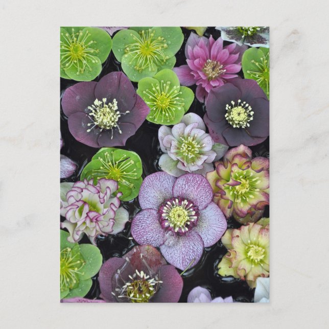 Carte Postale Fleurs à hellebore colorées (Devant)