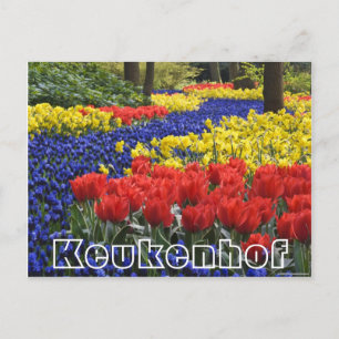 Carte Postale Fleurs à Keukenhof, hyacinrhs et tumips