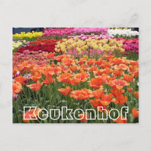 Carte Postale Fleurs à Keukenhof, orange, jaune et rouge
