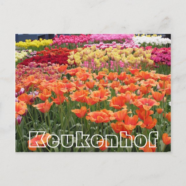 Carte Postale Fleurs à Keukenhof, orange, jaune et rouge (Devant)