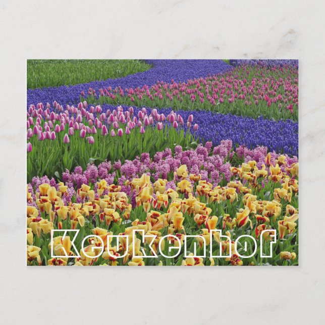 Carte Postale Fleurs à Keukenhof, ruisseaux de tulipes (Devant)