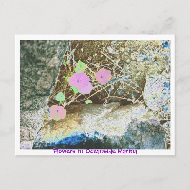 Carte Postale Fleurs à Oceanside Marina (Devant)