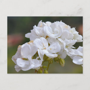 Carte Postale Fleurs à Tenerife