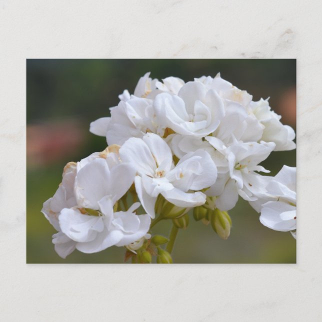 Carte Postale Fleurs à Tenerife (Devant)