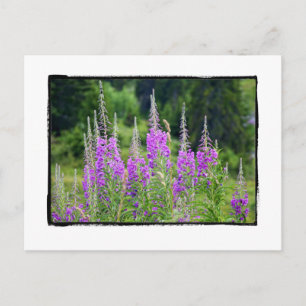 Carte Postale Fleurs alpines prairie Sage La Berneuse Leysin
