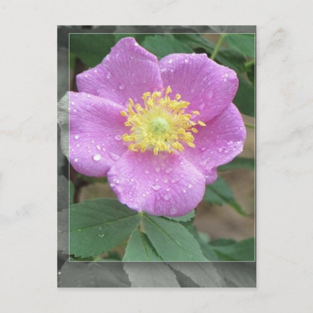 Carte Postale Fleurs au bord du lac - Rose (Devant)