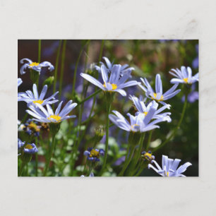 Carte Postale Fleurs au soleil