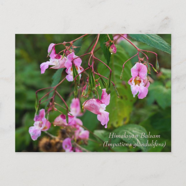 Carte postale Fleurs Balsam Himalaya (Devant)