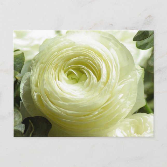 Carte postale Fleurs Beurre Blanche (Devant)