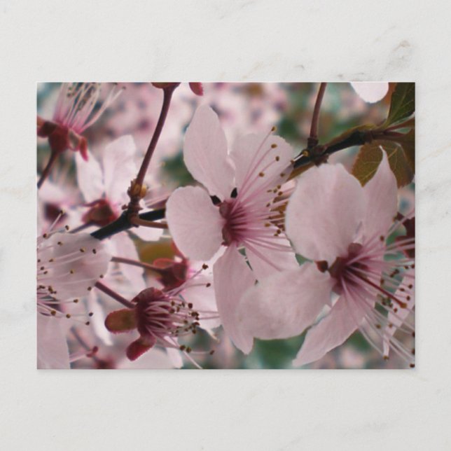 Carte Postale Fleurs Bienheureuses (Devant)