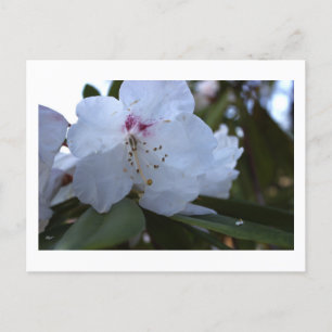 Carte postale Fleurs blanches