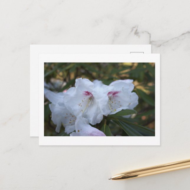 Carte postale Fleurs Blanches (Devant/Arrière en situation)