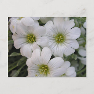 Carte Postale Fleurs blanches