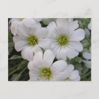 Carte Postale Fleurs blanches