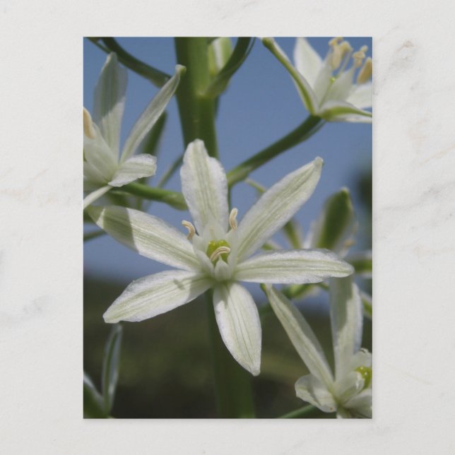Carte postale Fleurs blanches (Devant)