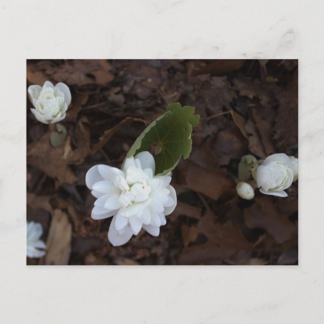 Carte postale Fleurs Blanches (Devant)