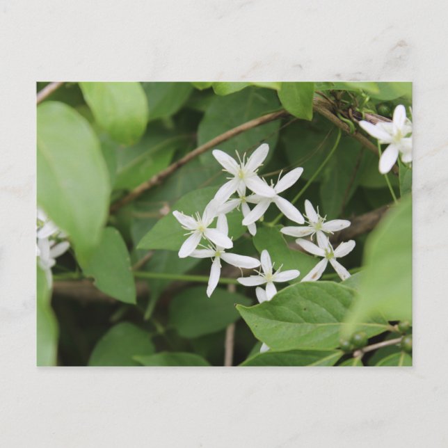 Carte Postale Fleurs blanches #2 (Devant)