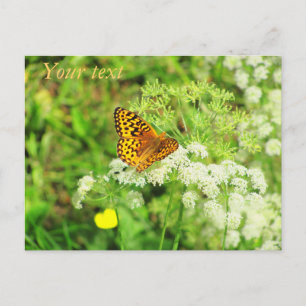 Carte Postale Fleurs blanches à papillon orange et noir