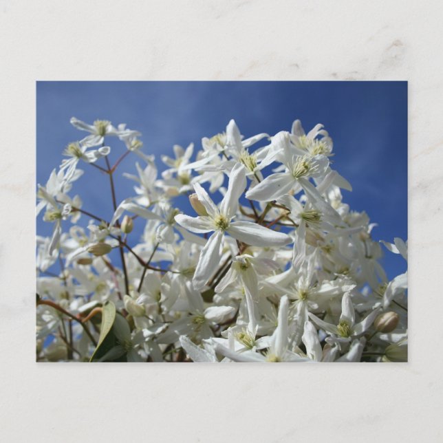 Carte Postale Fleurs blanches, ciel bleu (Devant)