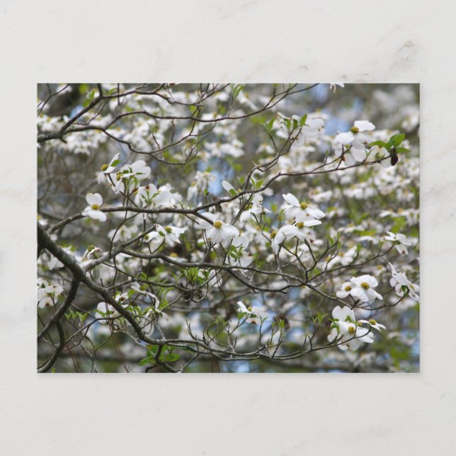 Carte Postale Fleurs blanches de l'arbre à chiens (Devant)
