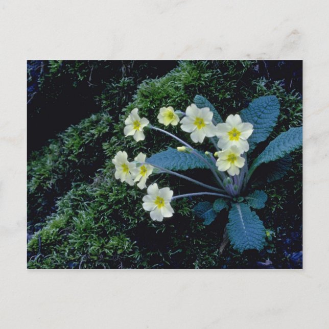 Carte Postale fleurs blanches de Primrose (Devant)