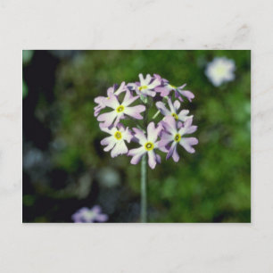 Carte Postale fleurs blanches de Primrose de Mealy (Primula Laur