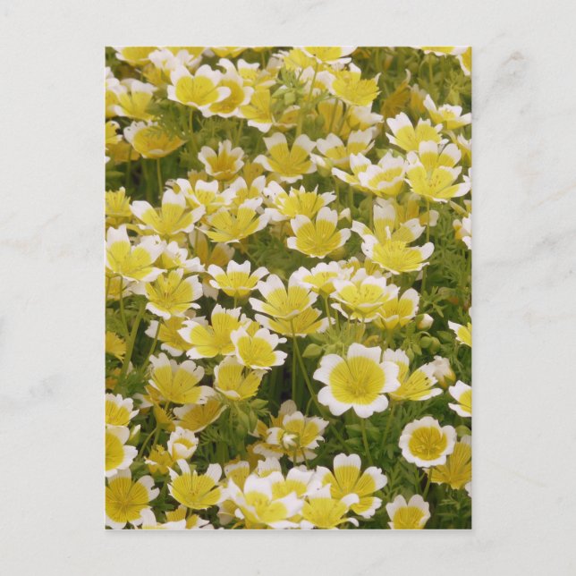 Carte Postale Fleurs blanches d'or soleil (Devant)