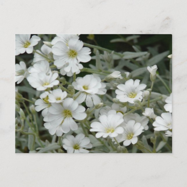 Carte Postale Fleurs blanches du jardin (Devant)
