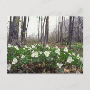 Carte Postale fleurs blanches du Trillium