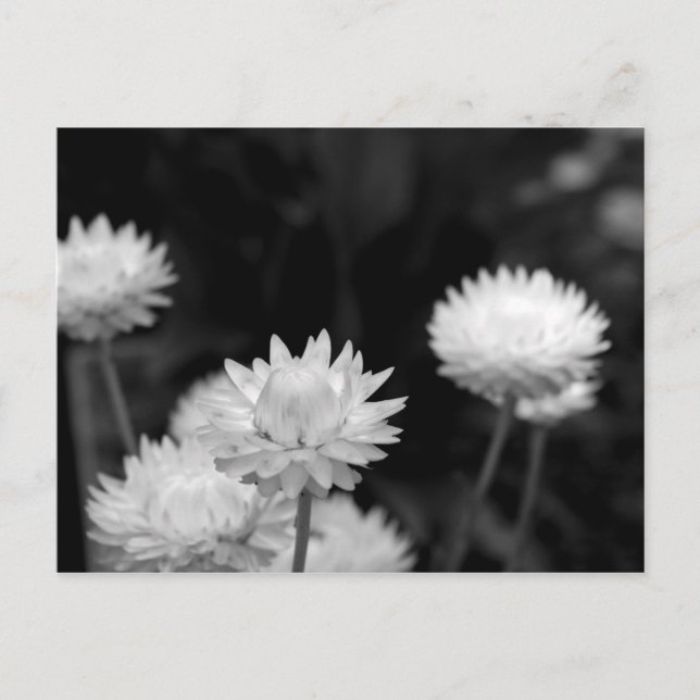 Carte Postale Fleurs blanches en noir et blanc (Devant)