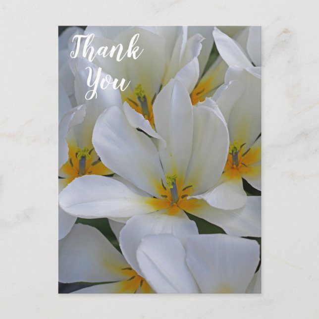 Carte Postale Fleurs blanches et jaunes Merci (Devant)