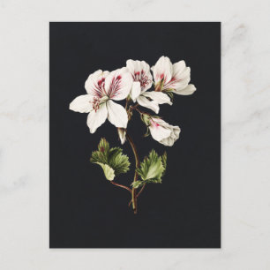 Carte Postale Fleurs blanches et roses vintage sur fond noir
