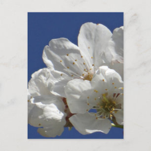 Carte Postale Fleurs blanches mignonnes