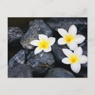 Carte Postale Fleurs blanches sur les pierres noires