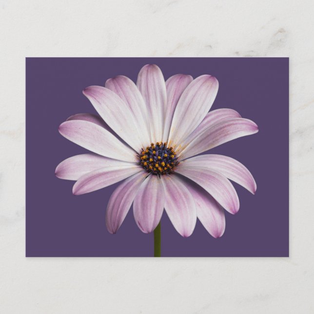 Carte Postale Fleurs | Blancs et marguerites (Devant)