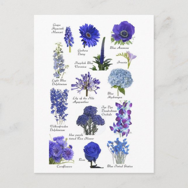 Carte Postale Fleurs bleu (Devant)