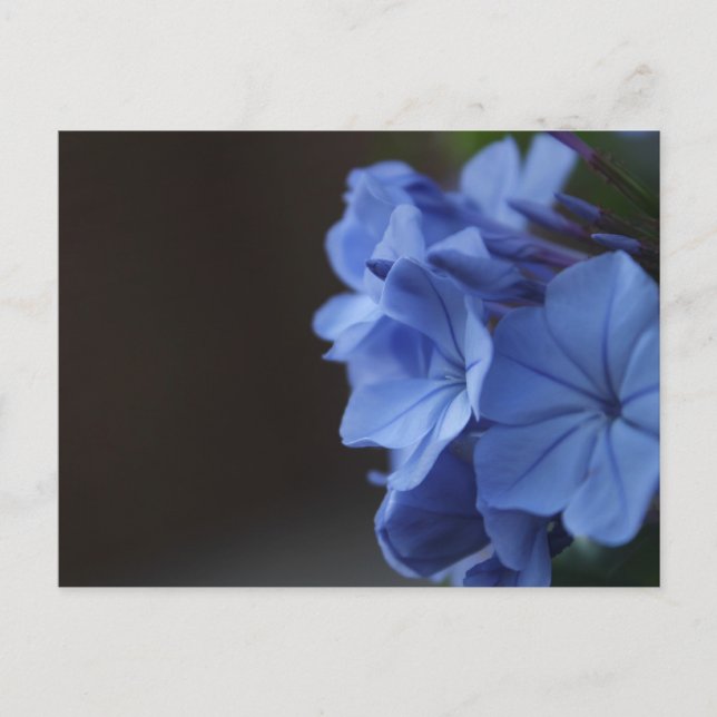 Carte Postale Fleurs bleues (Devant)
