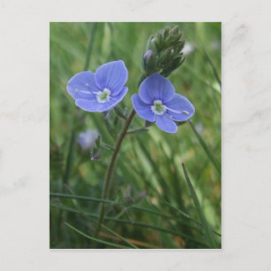 Carte postale Fleurs bleues