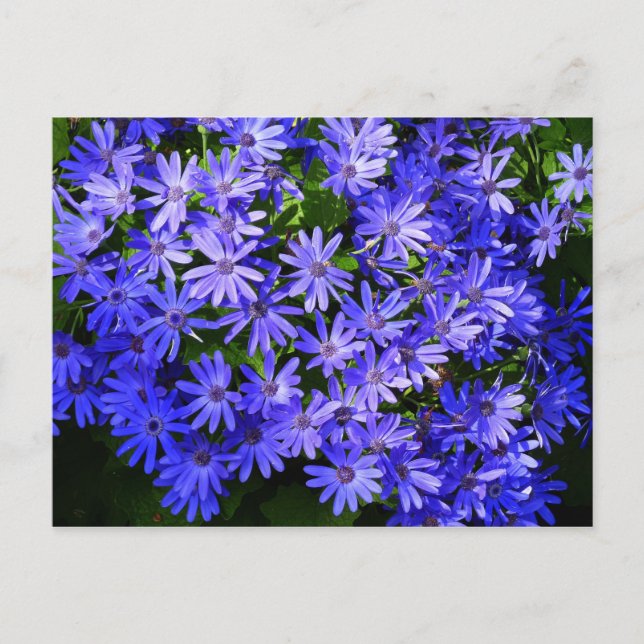 Carte Postale Fleurs bleues à la marguerite Nature Photographie (Devant)