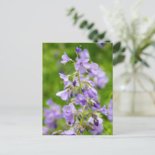 Carte Postale Fleurs bleues délicates sur un champ vert dans un