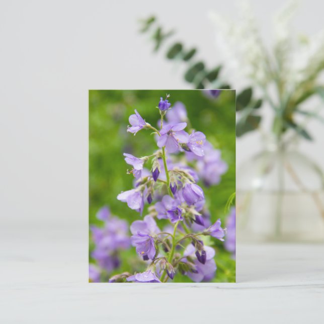Carte Postale Fleurs bleues délicates sur un champ vert dans un  (Debout devant)