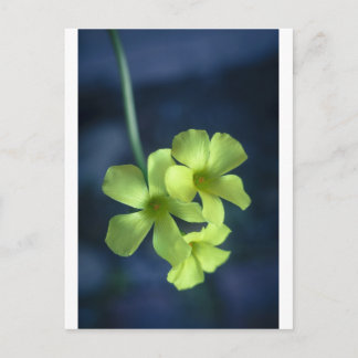 Carte Postale Fleurs bleues et jaunes